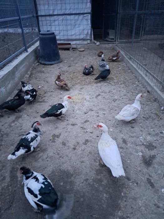 Vând ouă de Rată leseasca