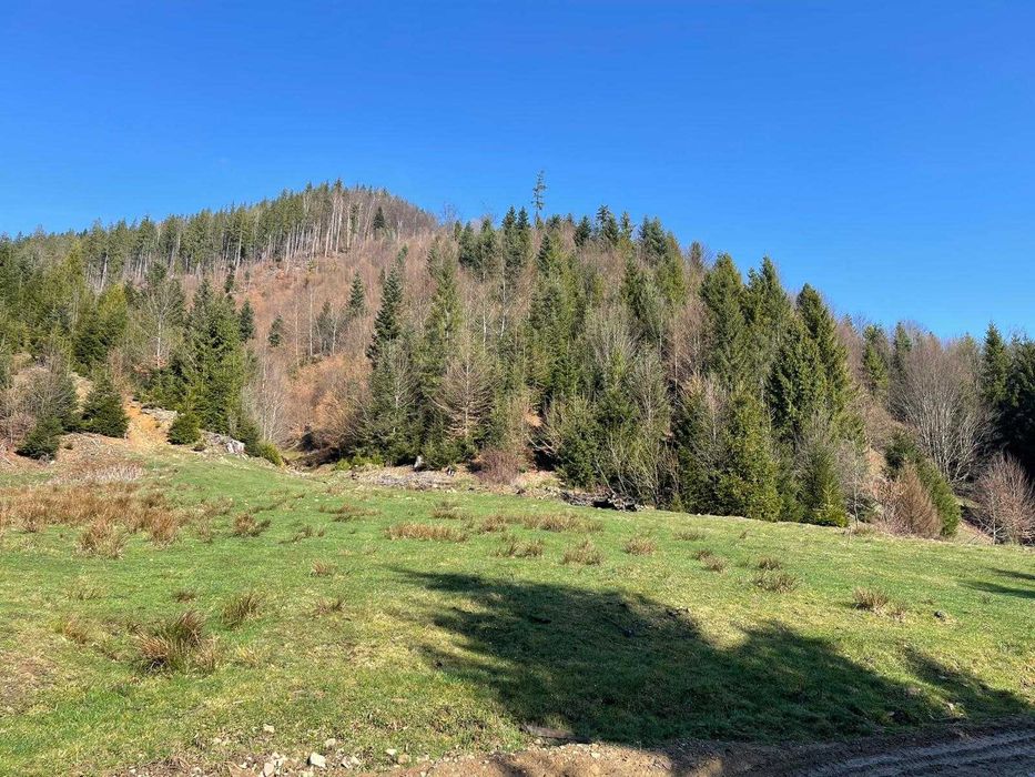 Teren cu vegetatie forestiera ( pădure )