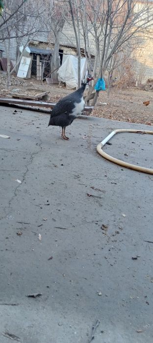 Хуроз ва товуклар сотилади