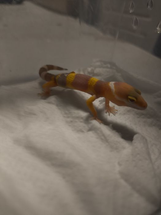 Продам эублифаров малышей