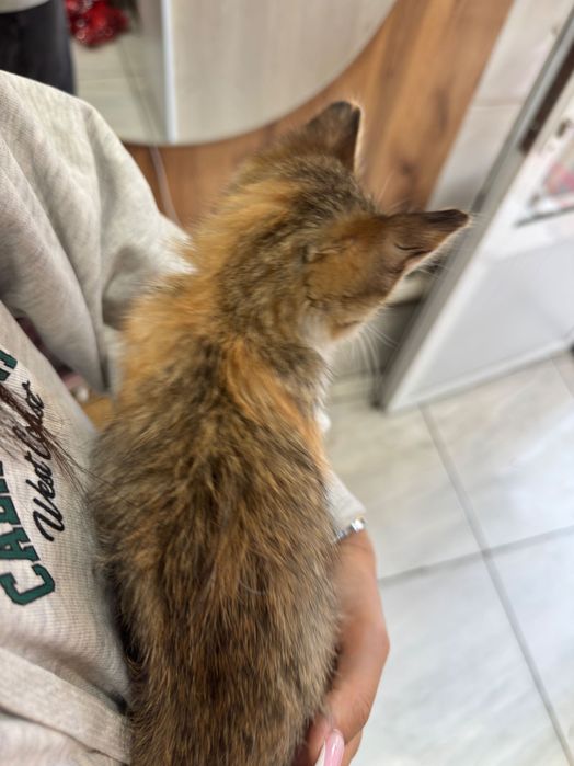 Котенок в добрые руки