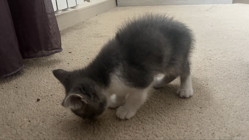 Котенок 4 мес, Ташкент, срочно