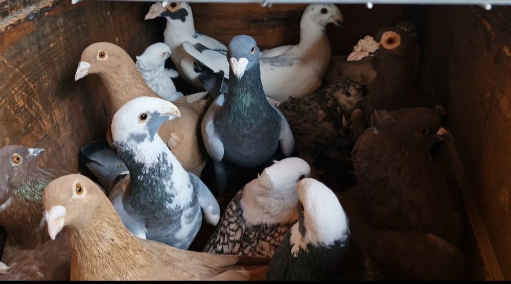 Vând diferiți porumbei