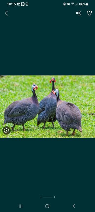 Sesarka tuhum jojasi sotuvda