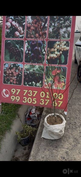 Xarxil gul Ko'chatlar sotiladi