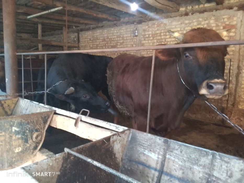 Semiz buqala boqilaykoni xam bo