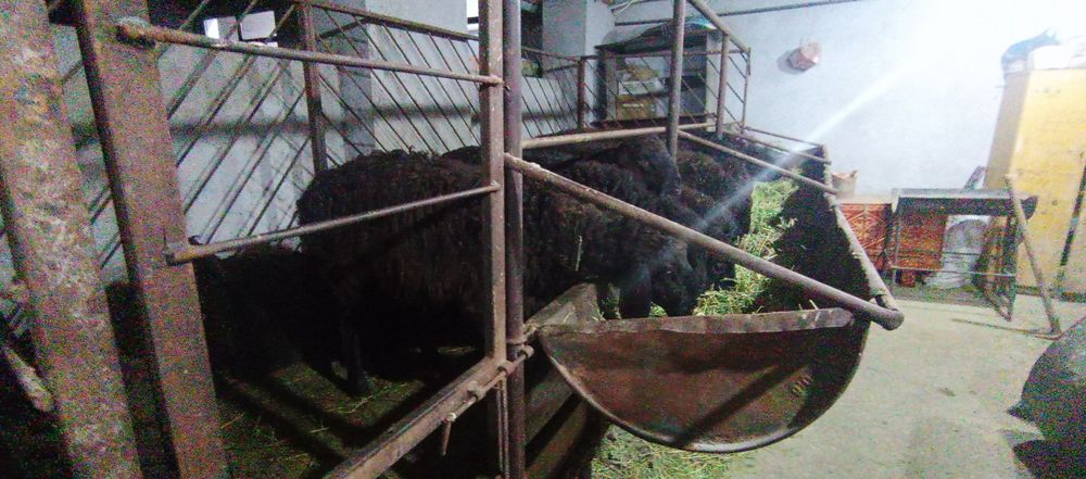 Тоқты қошқар бар