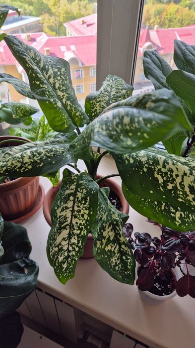 Диффенбахия, цветок, цветы