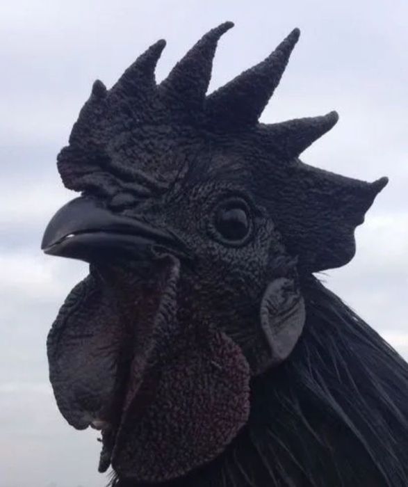 УХЕЙИЛЮЛ ТОЗА ЗОТЛИ Товук Тухамлари Сотилади