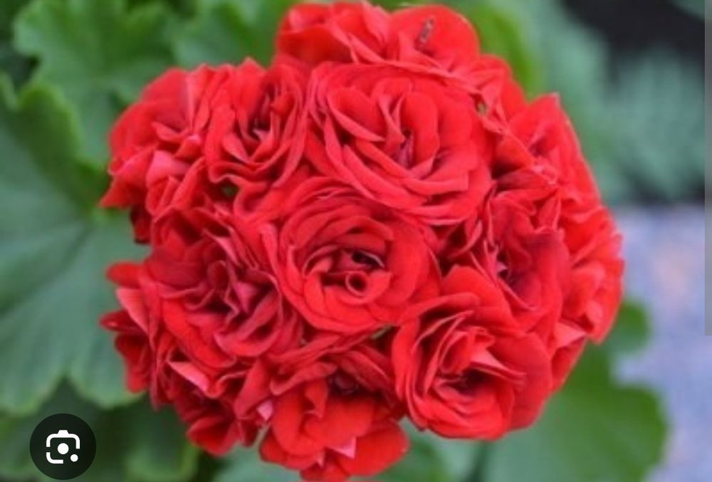 Пеларгония королевская