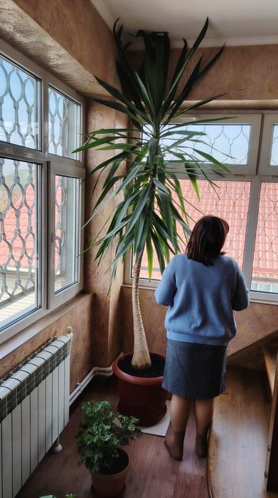 Продам офисное ростение