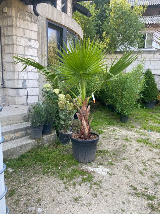 Vând palmier Washingtonia și alte specii