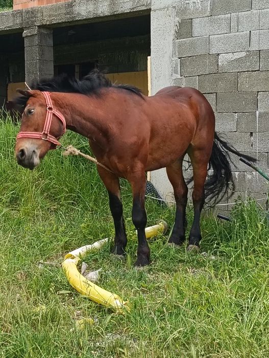 Vând manza de 2 ani