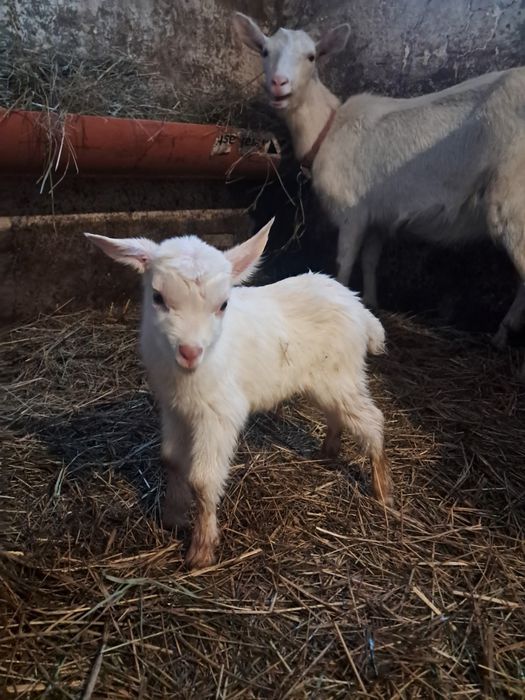 Vând iezi, numai masculi!!