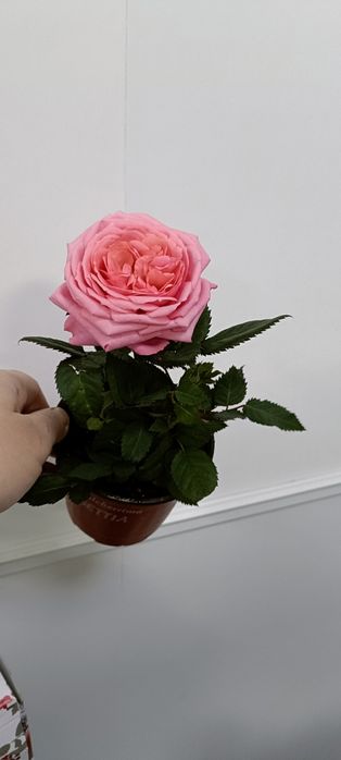 Роза в горшочке:2000 тенге
