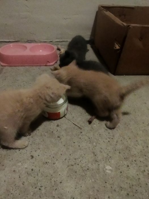 Отдам котят бесплатно