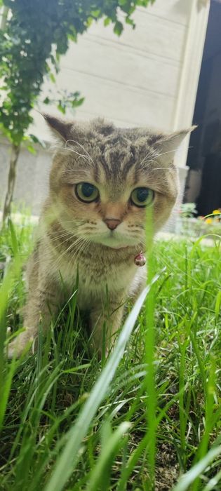 Britaniskiy zolotaya shinshilla