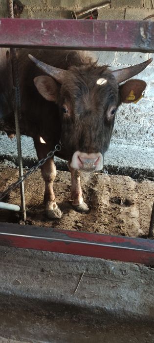 Продаю быка возрость полтарашка