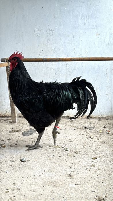 Джерсийский гигант  Гигант