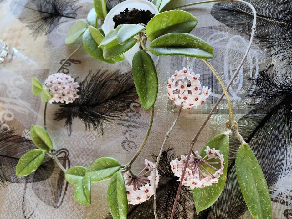 Vand hoya carnosa