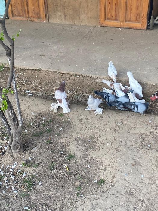 Голуби   есть разные