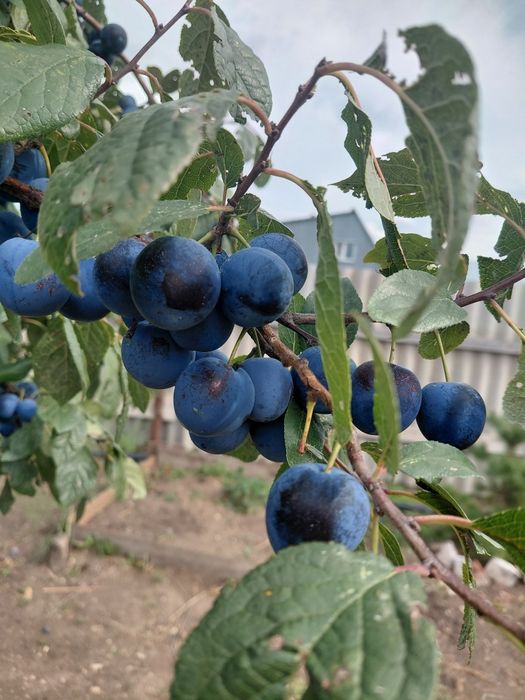 Продам терн ,дачный ,10 кг -4 тг