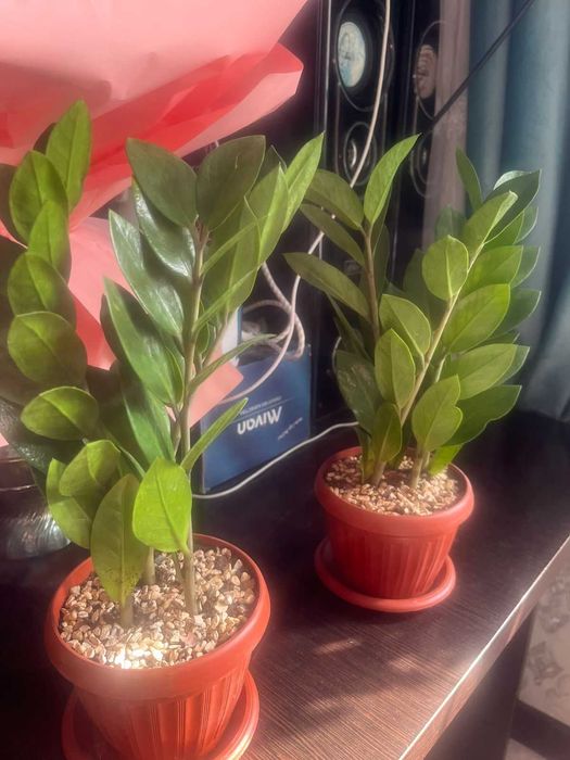 Продаются комнатные цветы