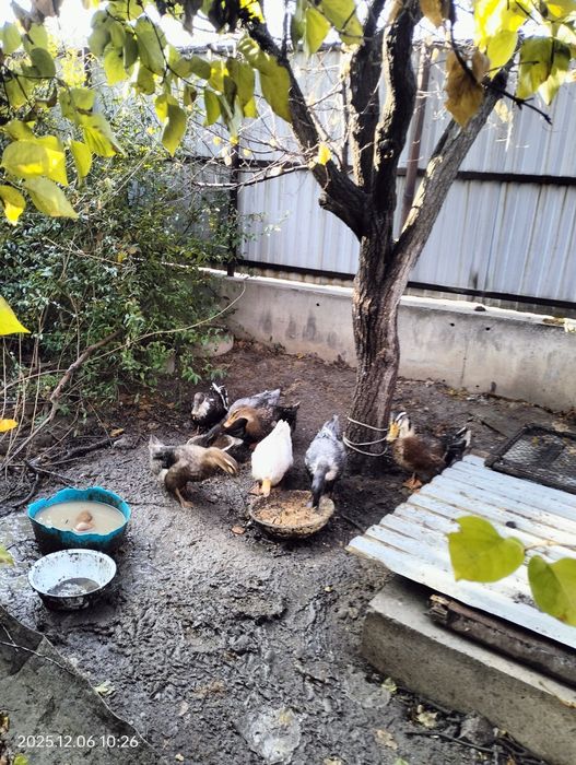 Продам уток 7 штук