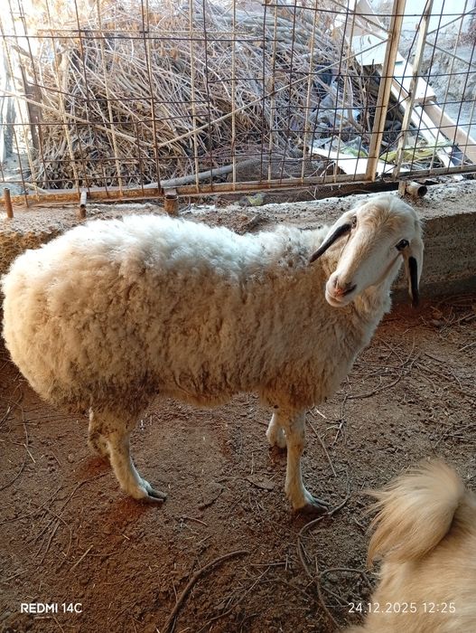 Бугоз экиззой куй сотилади тезда семиз соглом чиройли хонаки сифатли !