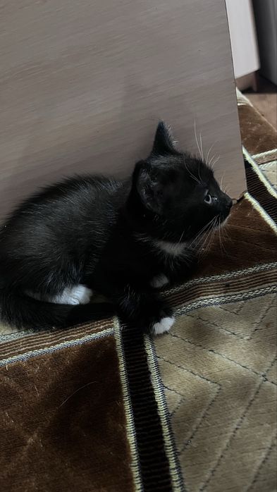 котята вислоухие
