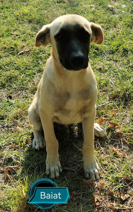 Adopție cățeluși