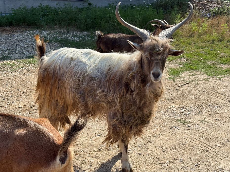 Vând țap de monta