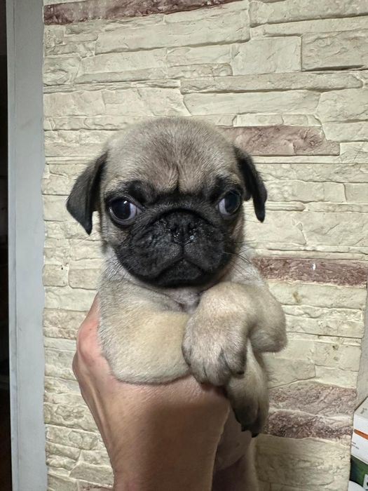 Срочно продам щенков мопса