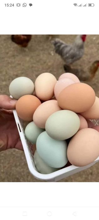 Продам домашнее яйцо