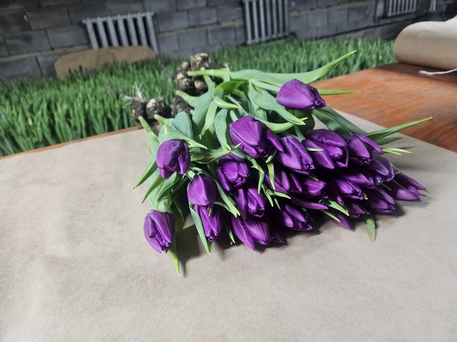 Тюльпаны Галанский оптом