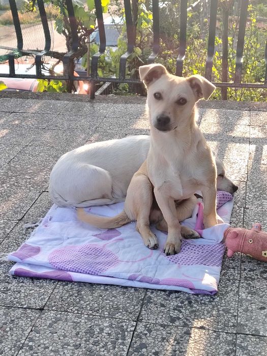 Подарява се куче