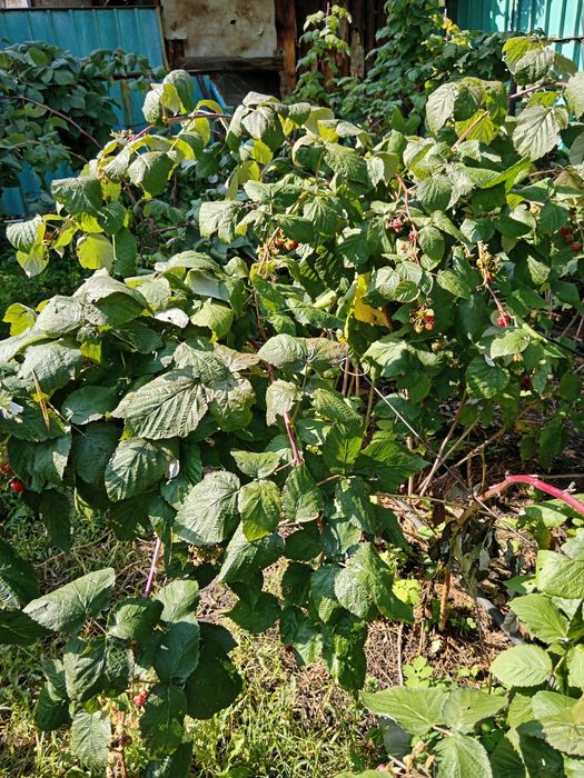 Малина ремонтантная, цветы