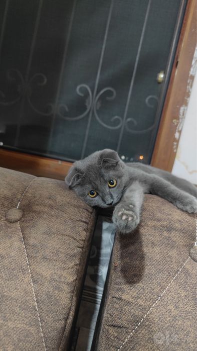 Срочно продается Самка Скотиш девочка