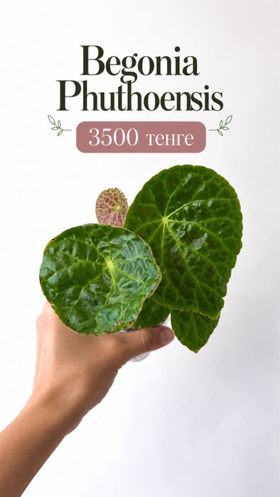Лимон Плодоносящий