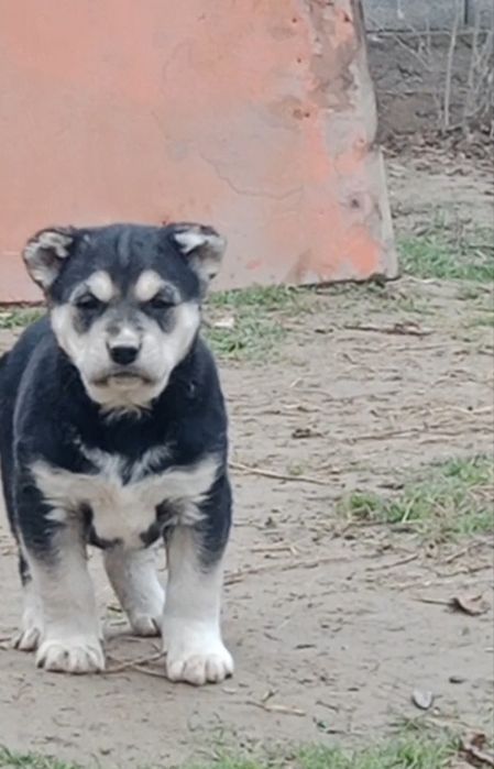 Кушик сатылады еркек