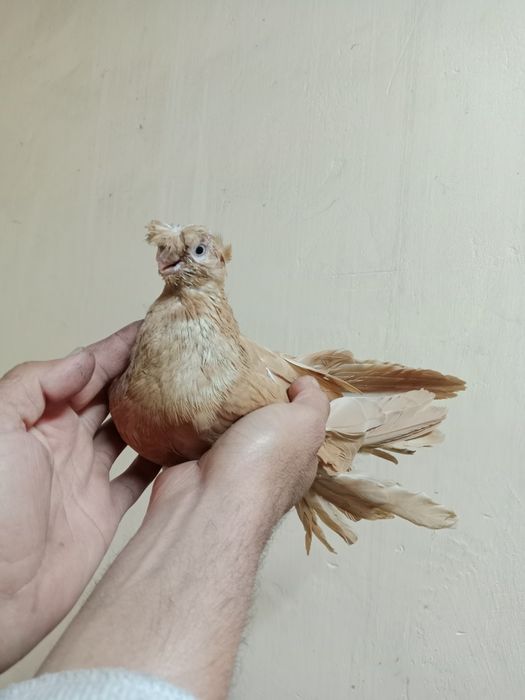 Продам самца жёлтого