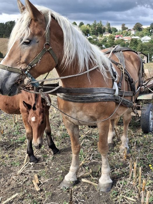 Iapa cu manz de vânzare Dorohoi