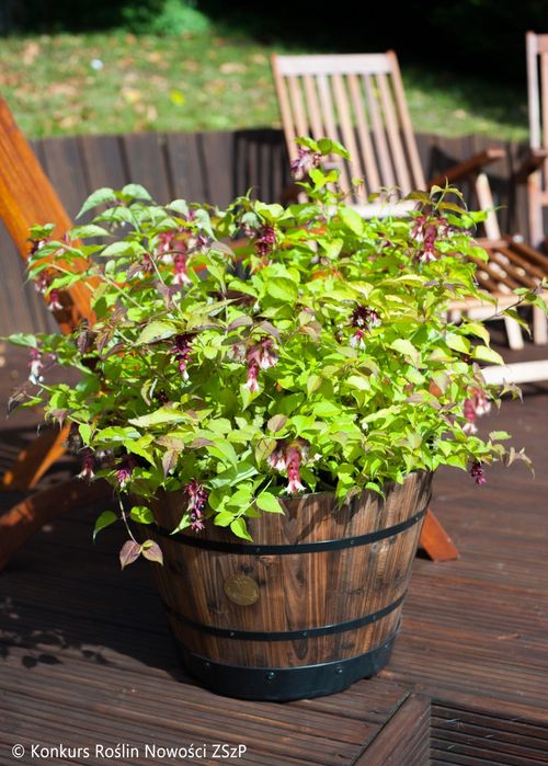 Фазаново дърво (Лейцестерия)