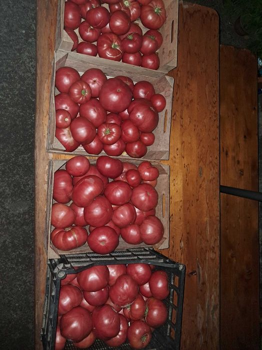 Продавам прясно набрани домати от градина, екологично чисти!!