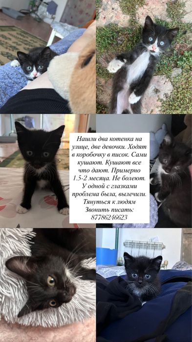 Коттята ищут дом