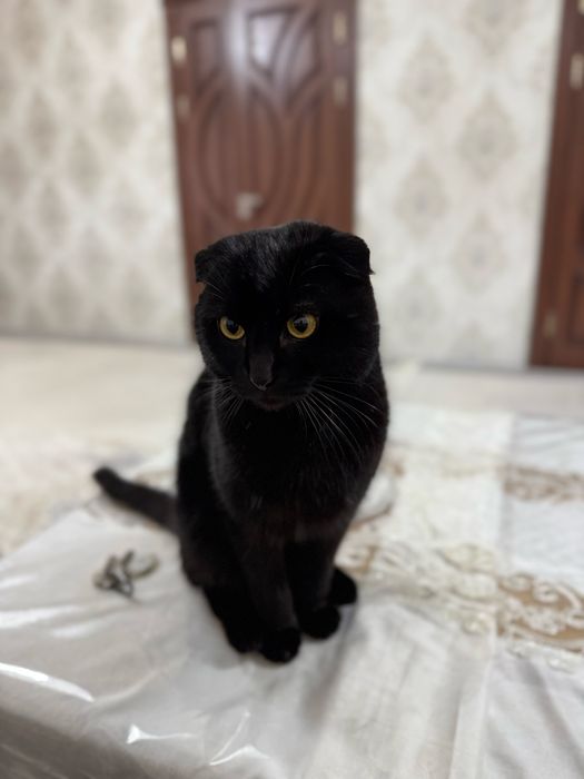 Вяскага шотланская веселюх мушугим бор еркак факат пародний мушугларга