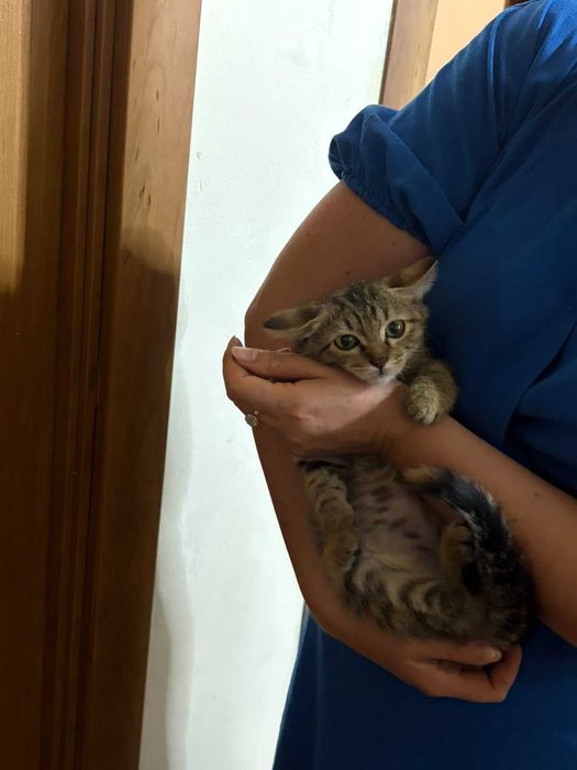 Котенок в добрые руки
