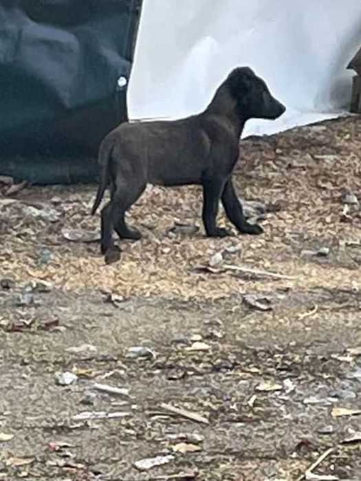 МАЛИНОА - белгийска овчарка