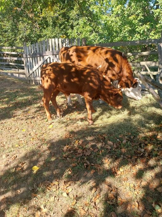 Vând vițel angus