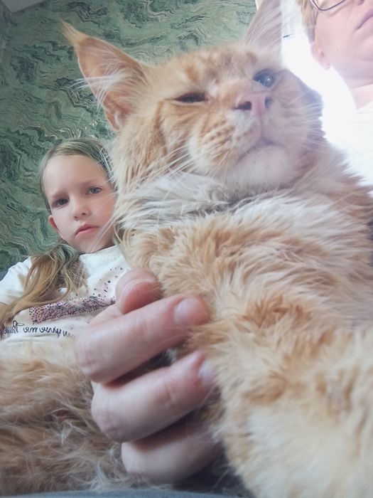 Котята, папа Мейн Кун